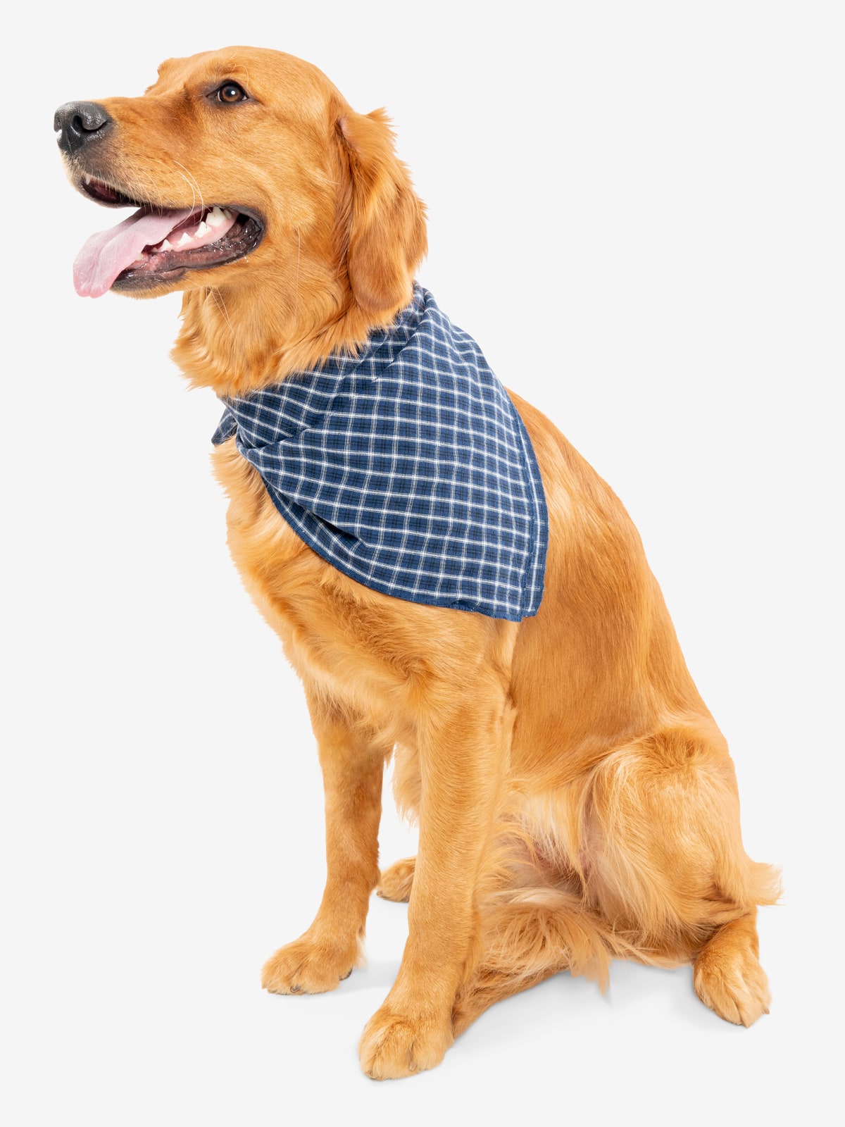 Insect Shield Trail Dog Bandana