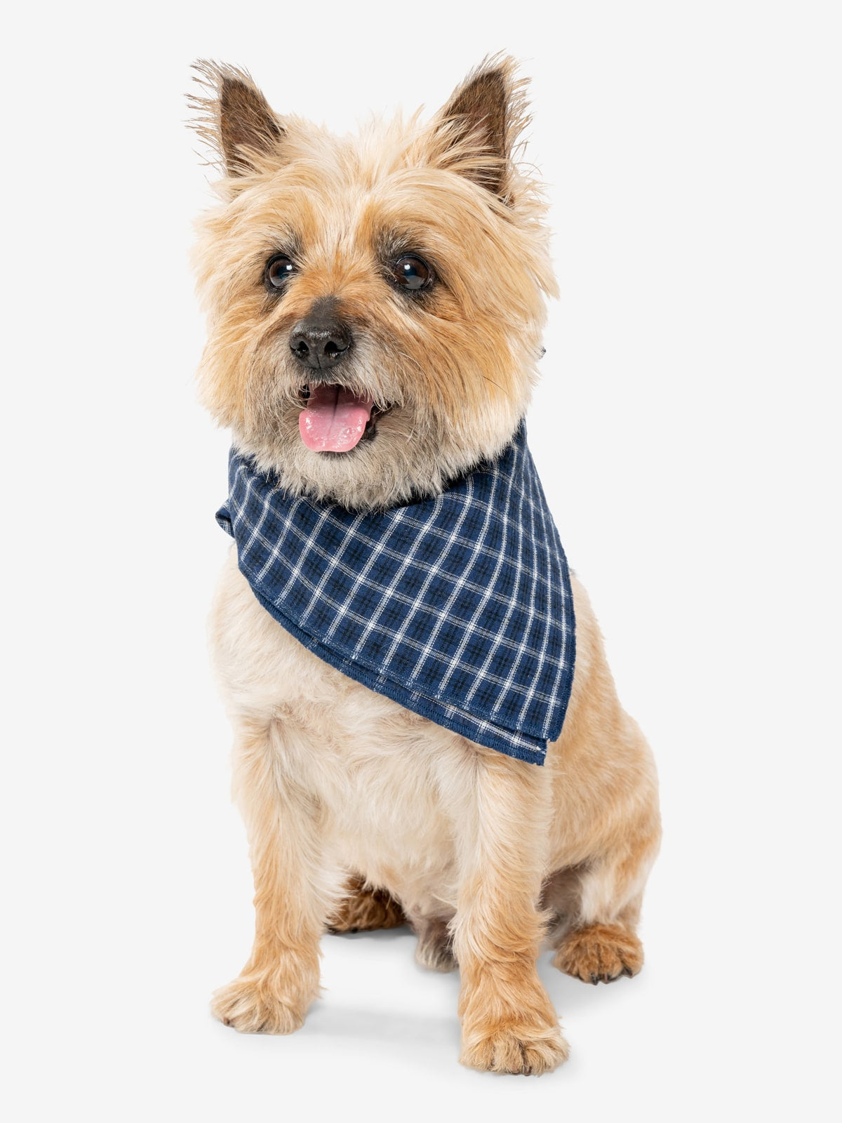 Insect Shield Trail Dog Bandana