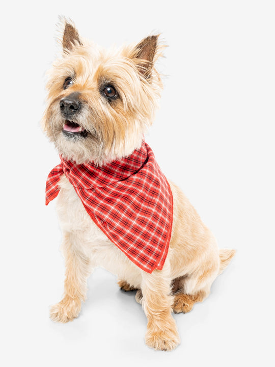 Insect Shield Trail Dog Bandana