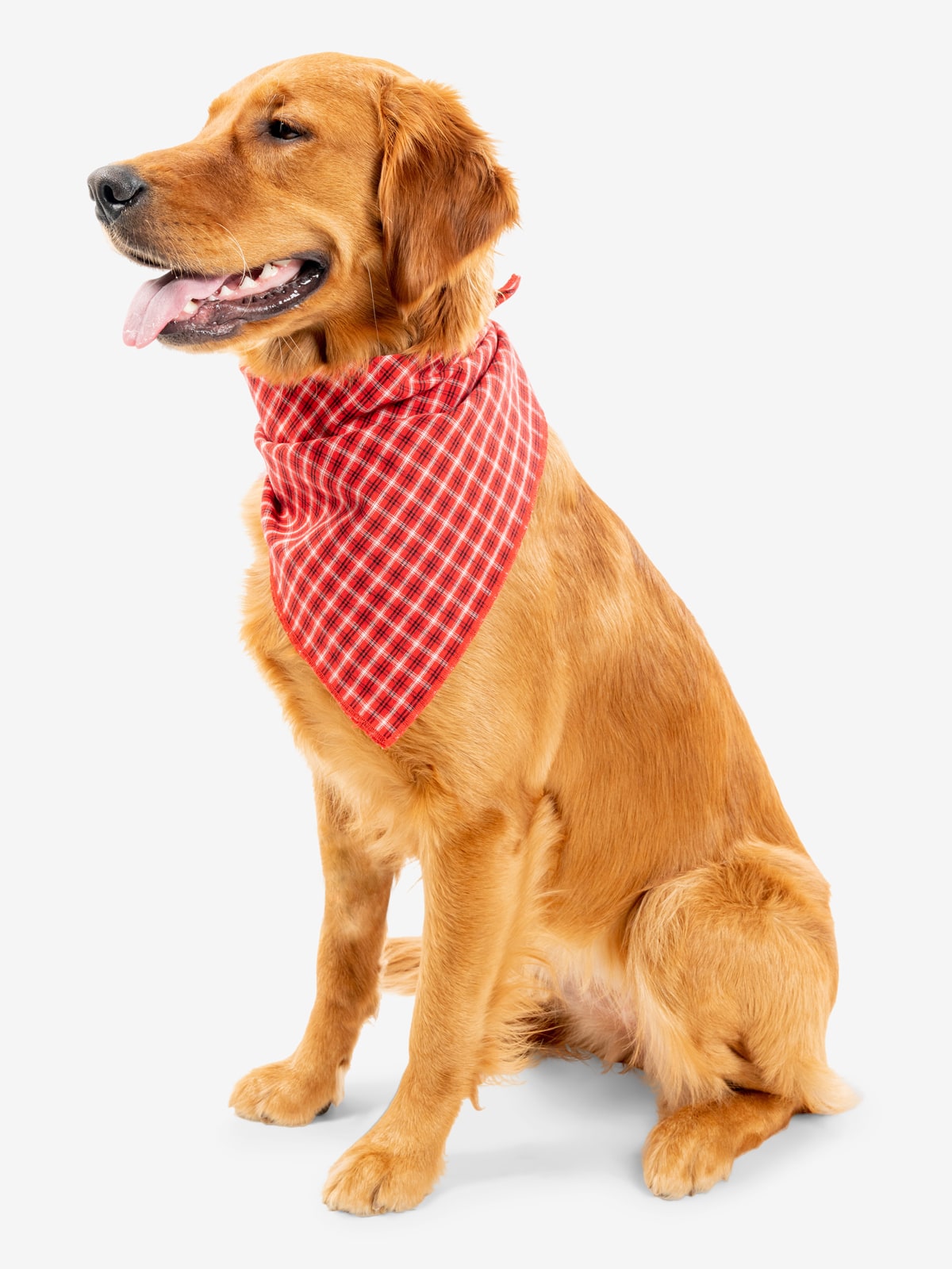 Insect Shield Trail Dog Bandana