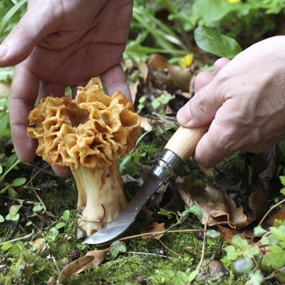 Opinel No. 08 Stainless Steel Mushroom Knife